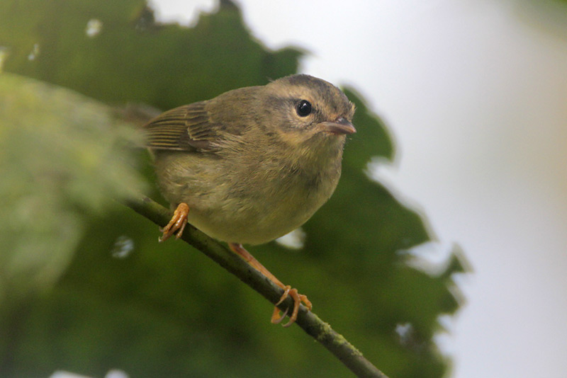Three-striped Warbler