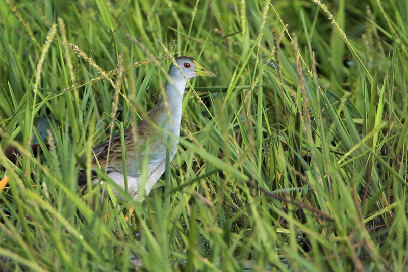 Azure Gallinule