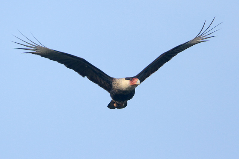 Crested Caracara