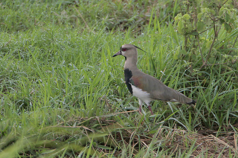 Southern Lapwing