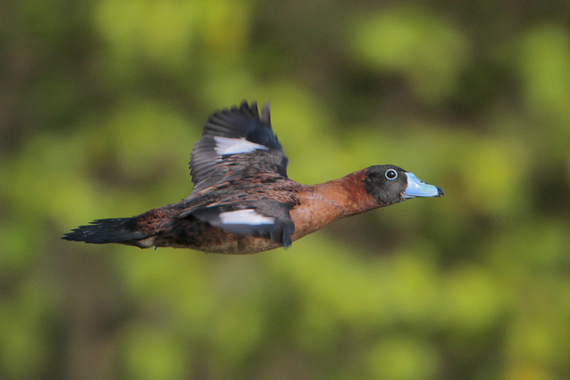 Masked Duck