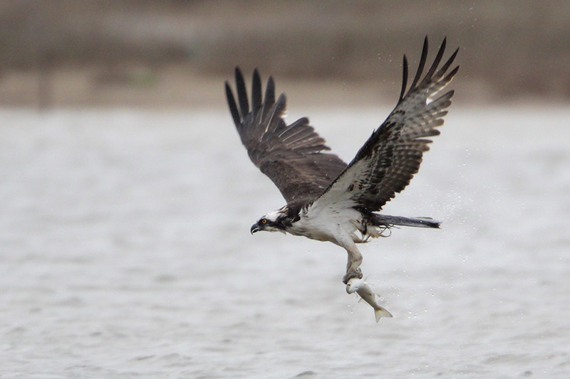 Osprey