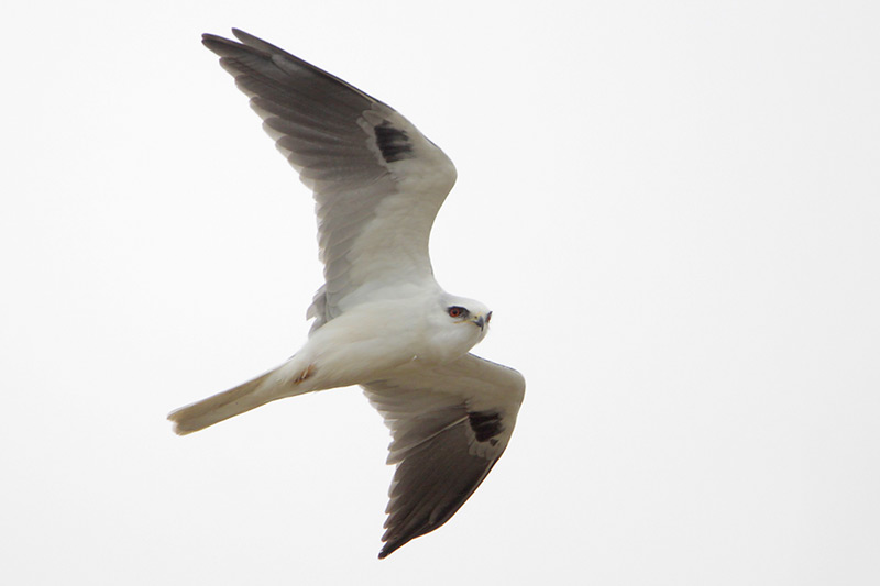 White-tailed Kite