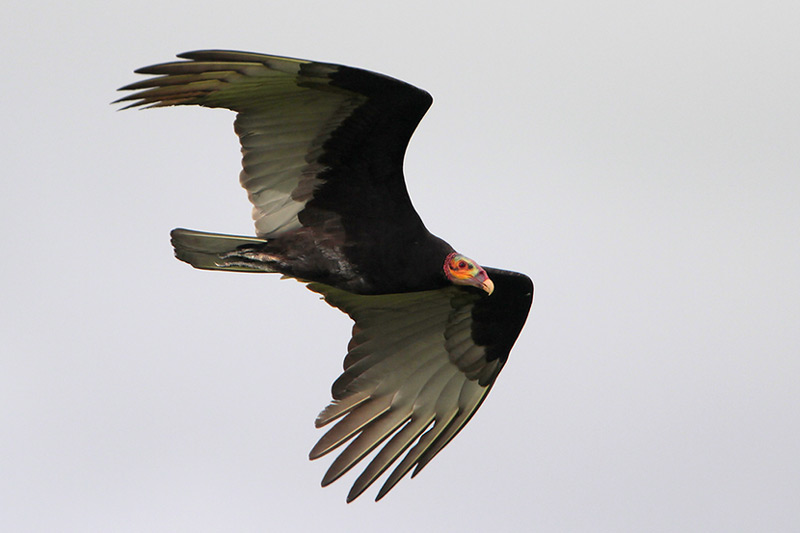 Lesser Yellow-headed Vulture