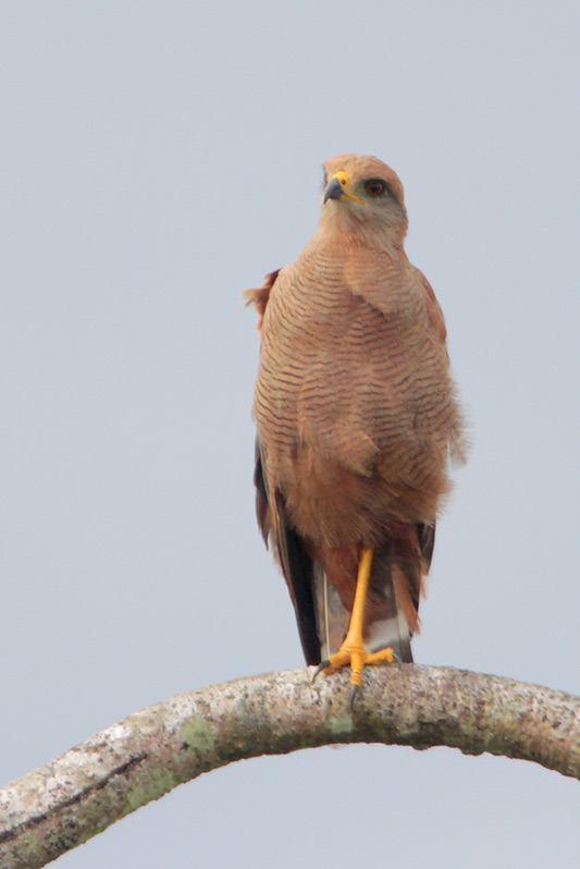 Savanna Hawk