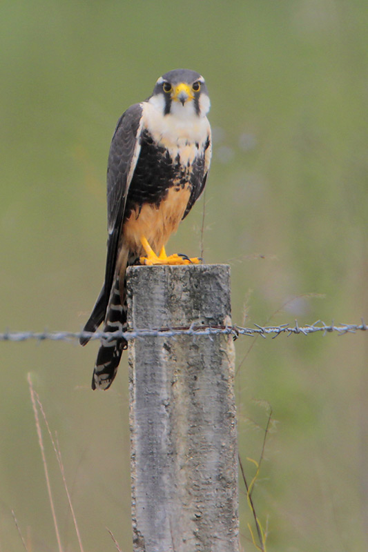Aplomado Falcon