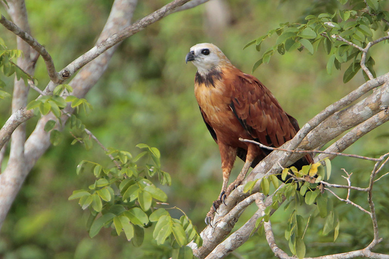 Black-collared Hawk