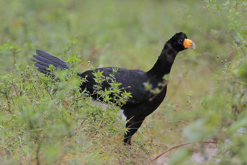 Black Curassow