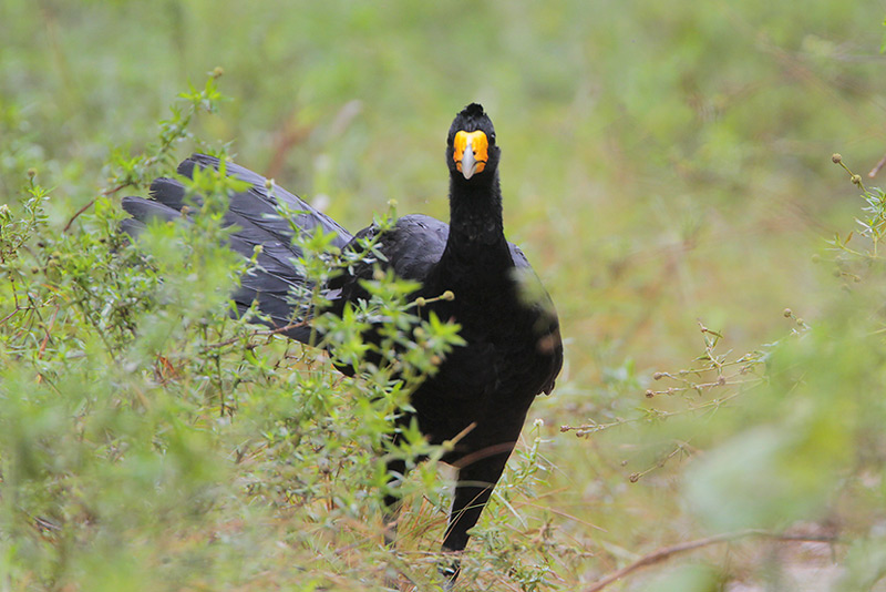 Black Curassow