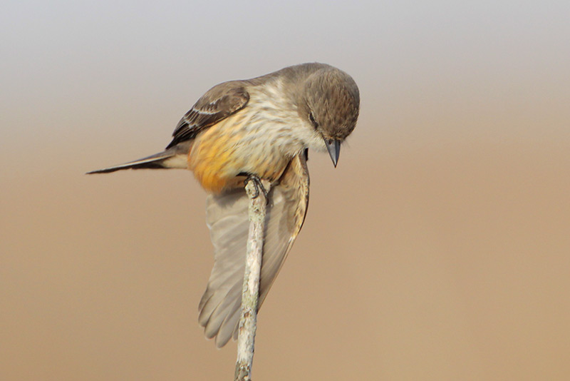 Vermilion Flycatcher