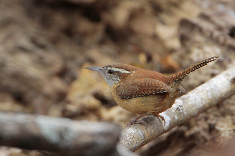 Carolina Wren
