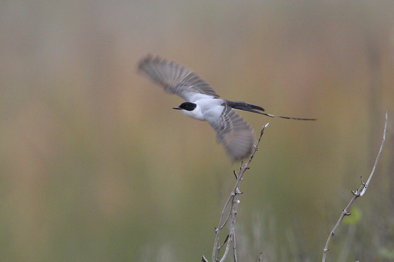 Fork-tailed Flycatcher