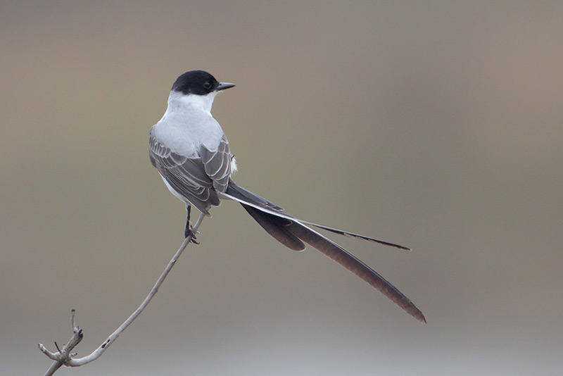 Fork-tailed Flycatcher