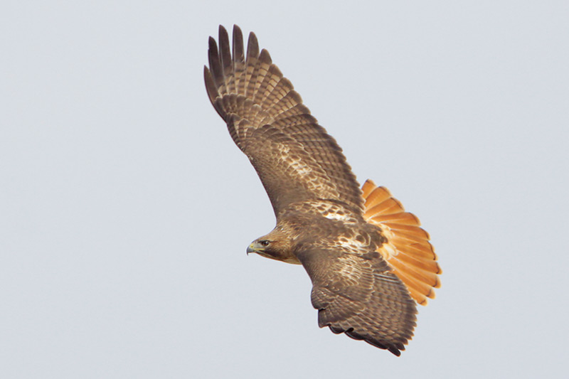 Red-tailed Hawk