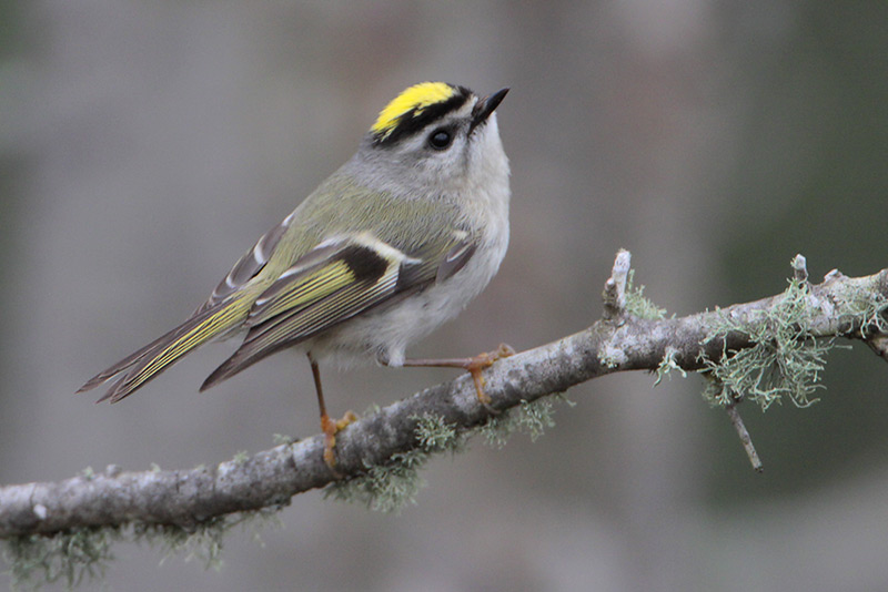 Golden-crowned Kinglet