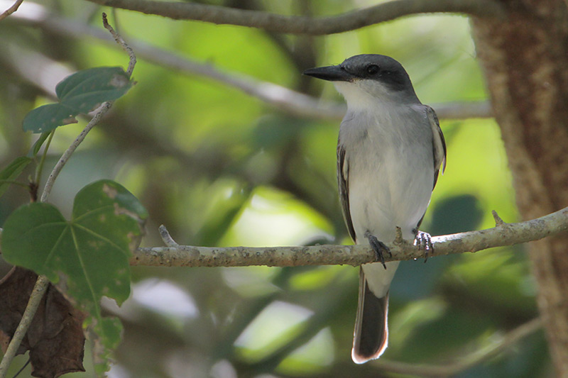 Loggerhead Kingbird