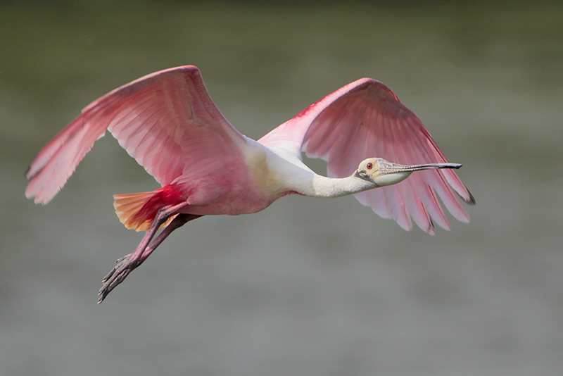 Roseate Spoonbill
