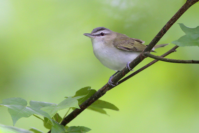 Red-eyed Vireo