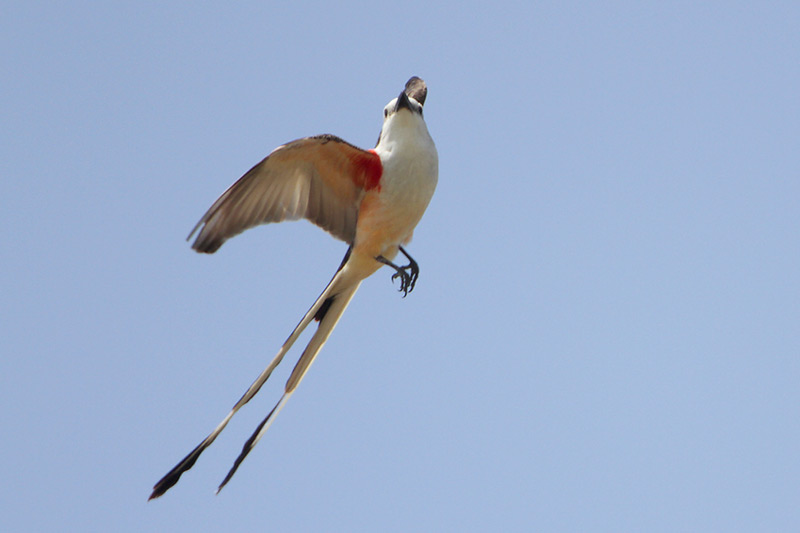 Scissor-tailed Flycatcher