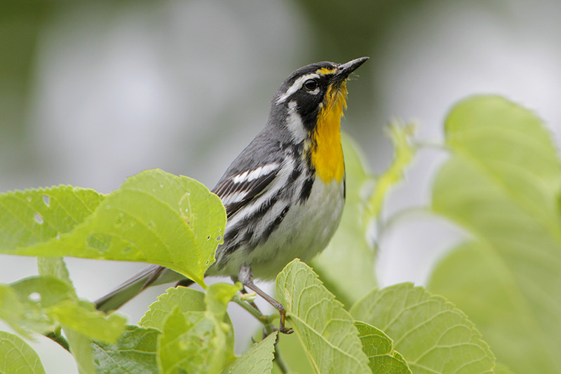 Yellow-throated Warbler