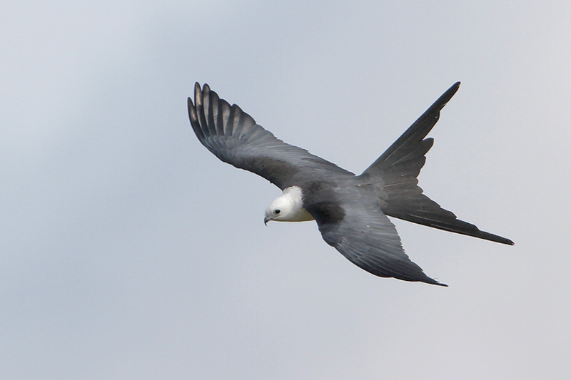 Swallow-tailed Kite
