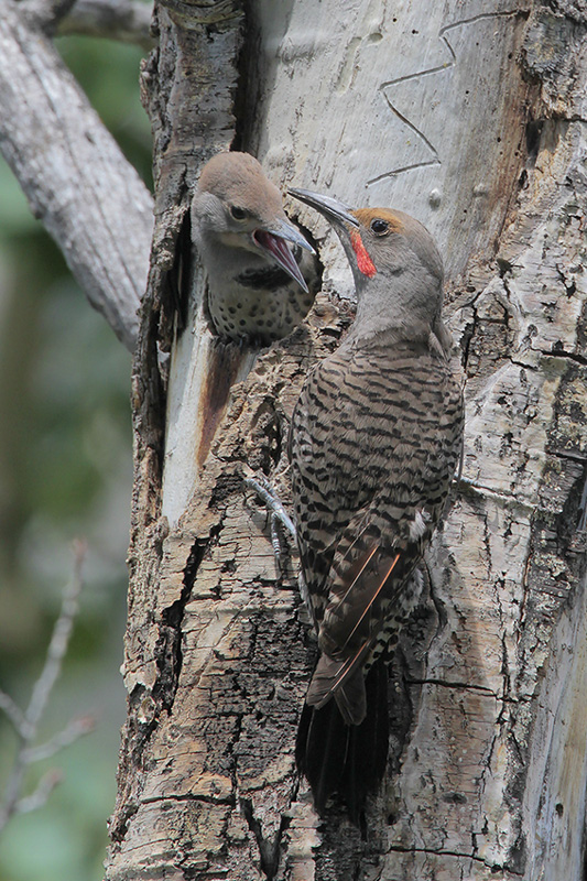 Northern Flicker