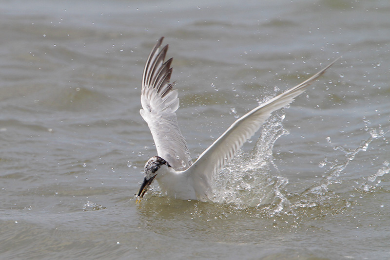 Sandwich Tern