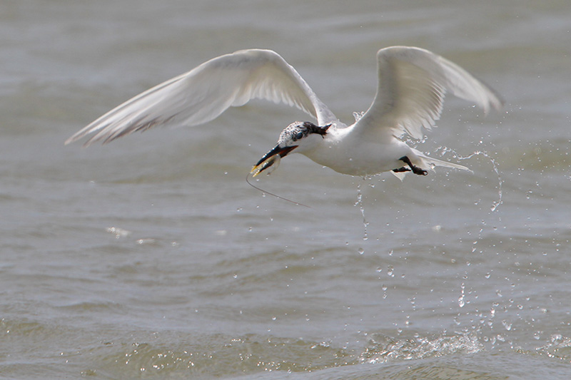 Sandwich Tern