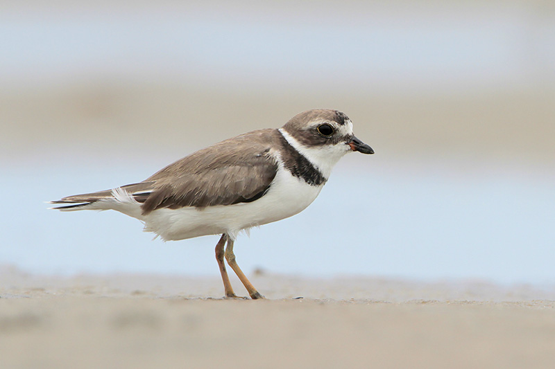 Semipalmated Plover