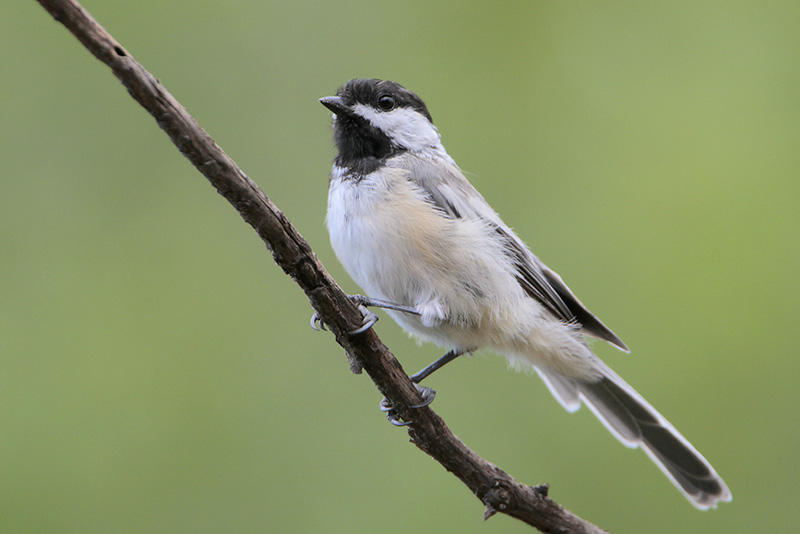 Black-capped Chickadee
