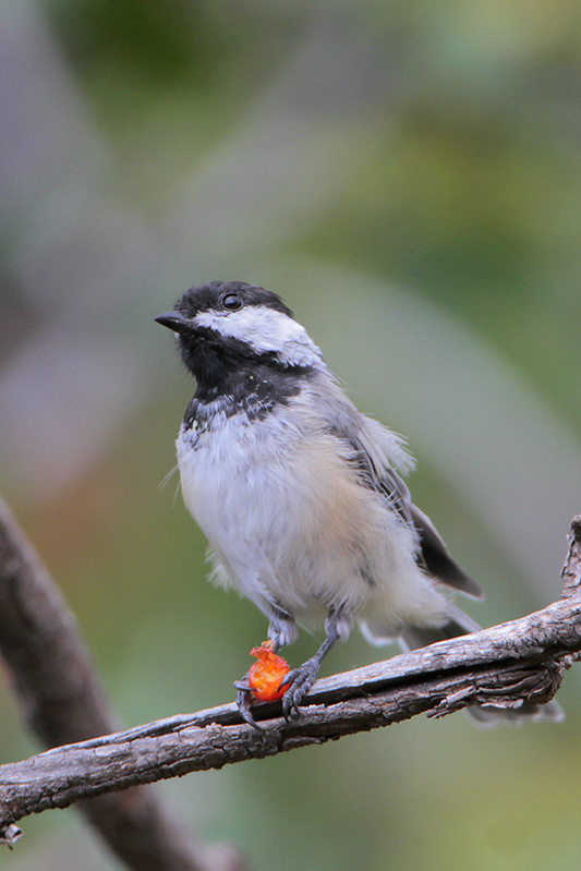 Black-capped Chickadee