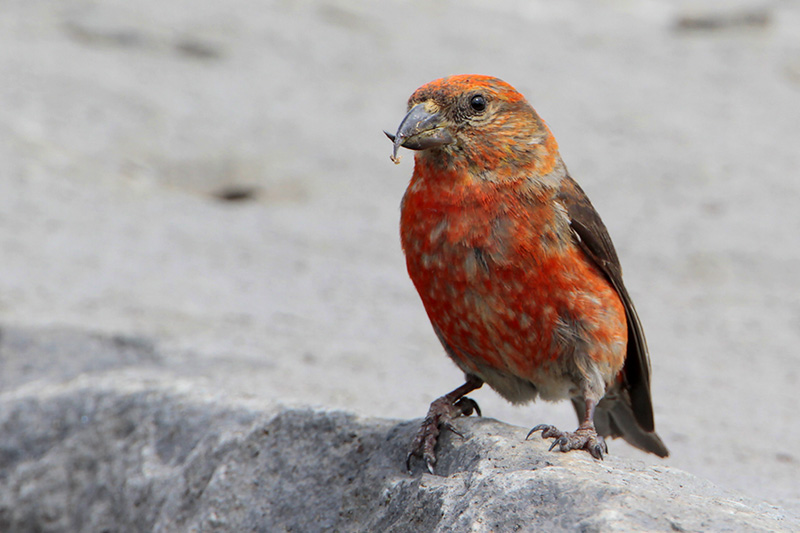 Red Crossbill