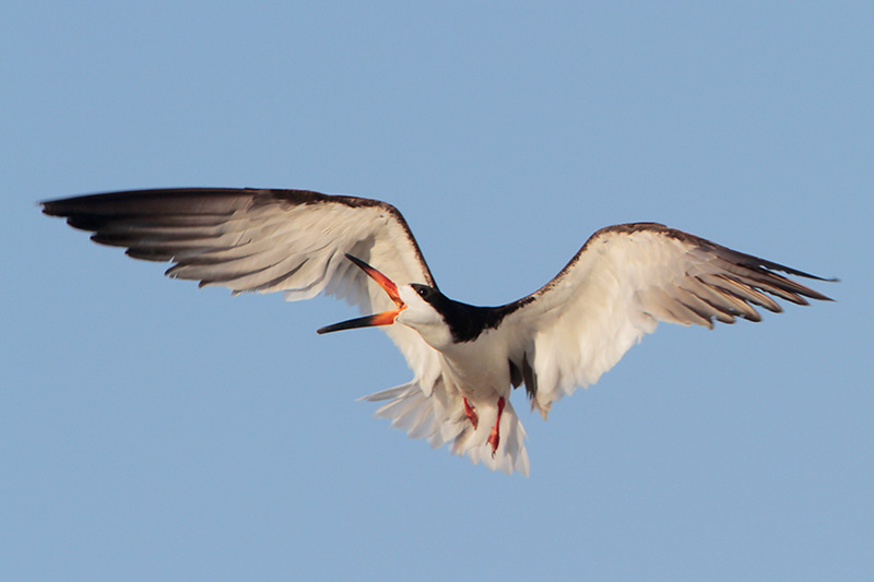 Black Skimmer