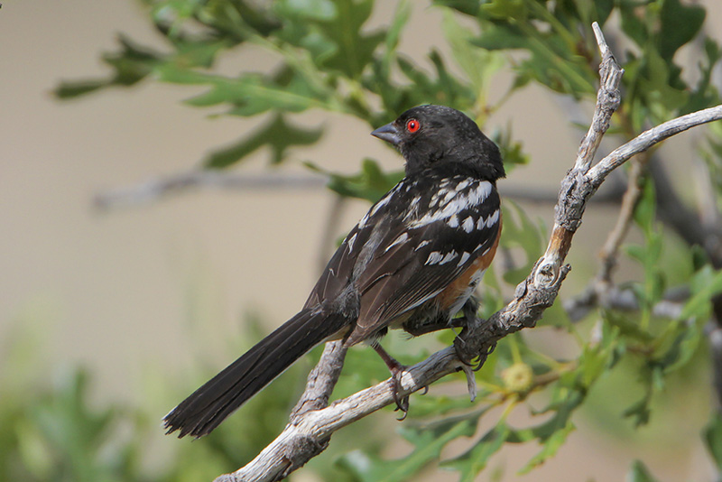 Spotted Towhee