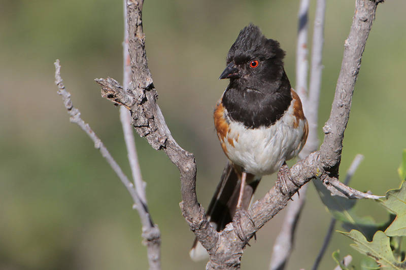 Spotted Towhee