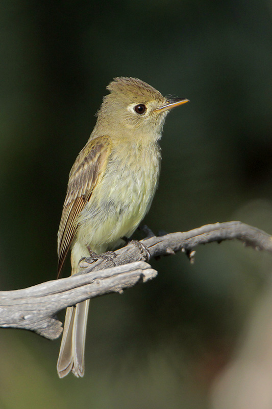 Cordilleran Flycatcher
