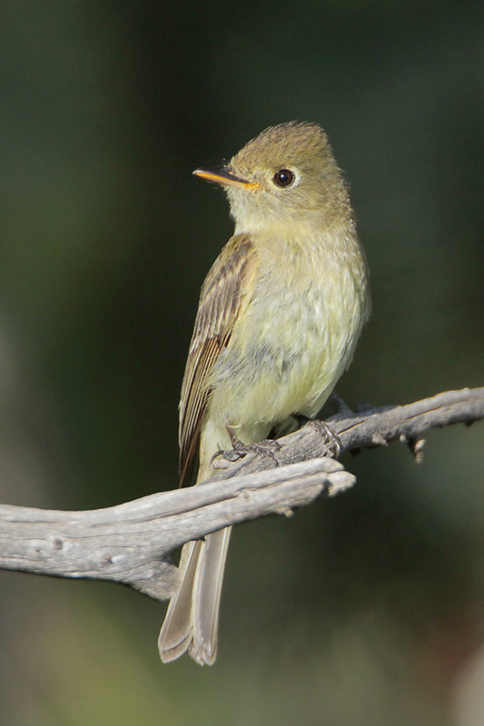 Cordilleran Flycatcher