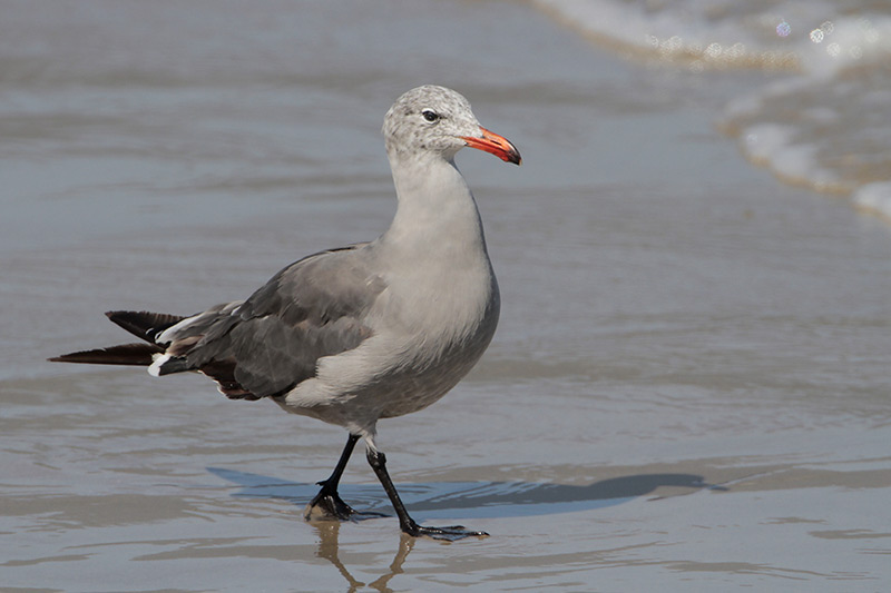 Heermanns Gull