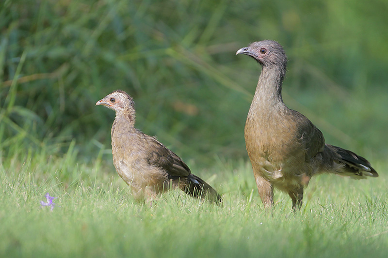 Plain Chachalaca