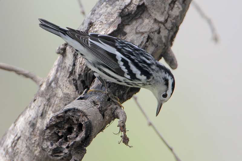 Black-and-white Warbler