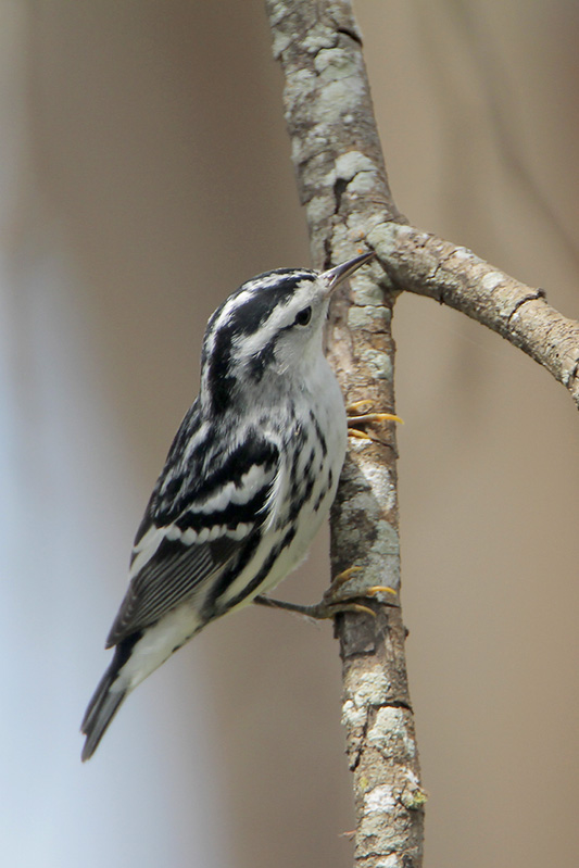 Black-and-white Warbler