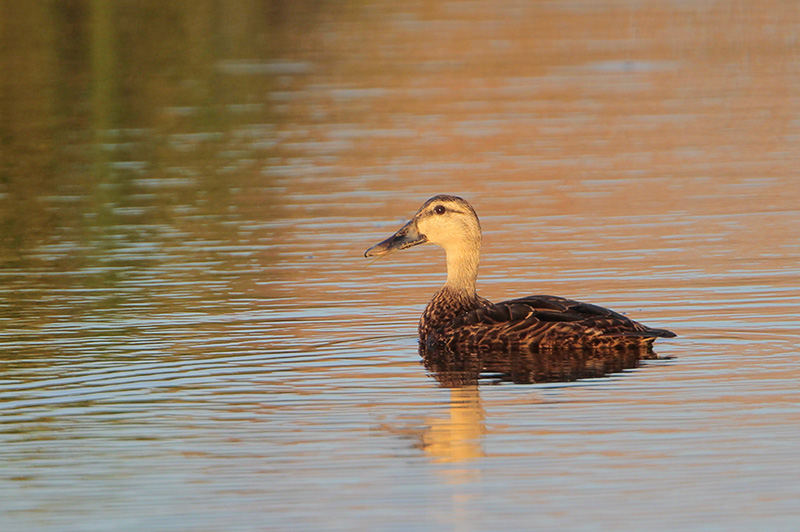 Mallard