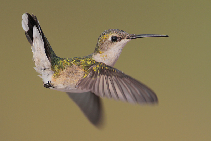 Ruby-throated Hummingbird