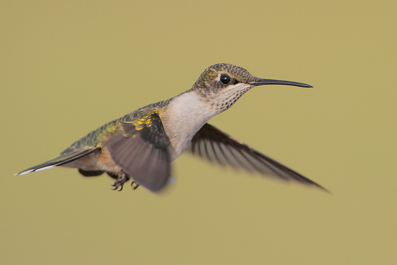 Ruby-throated Hummingbird