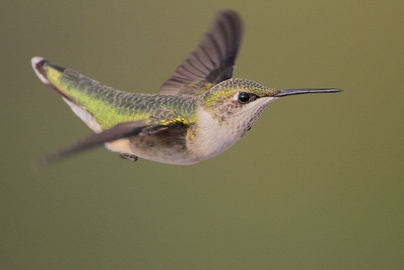 Ruby-throated Hummingbird