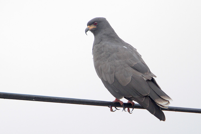 Snail Kite
