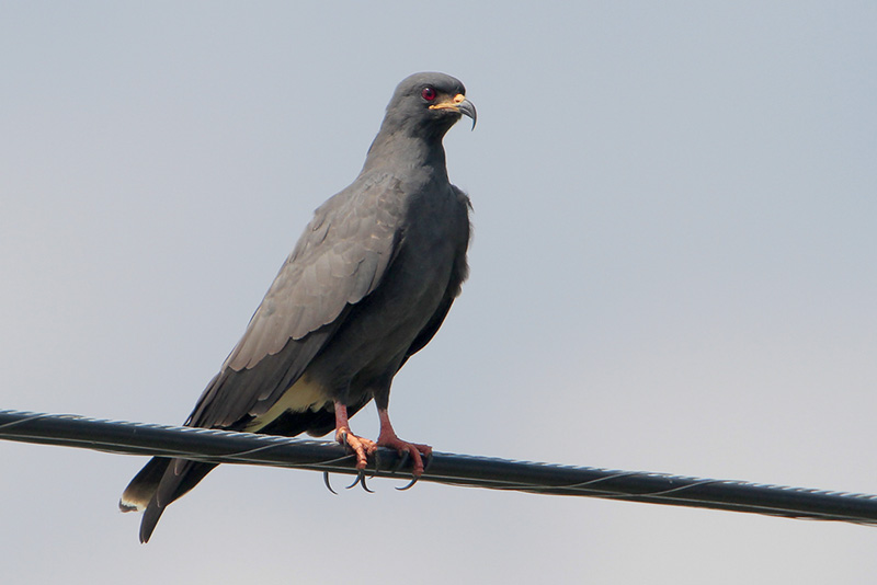 Snail Kite
