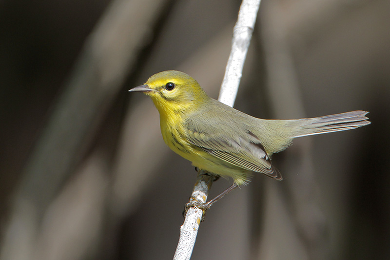 Prairie Warbler