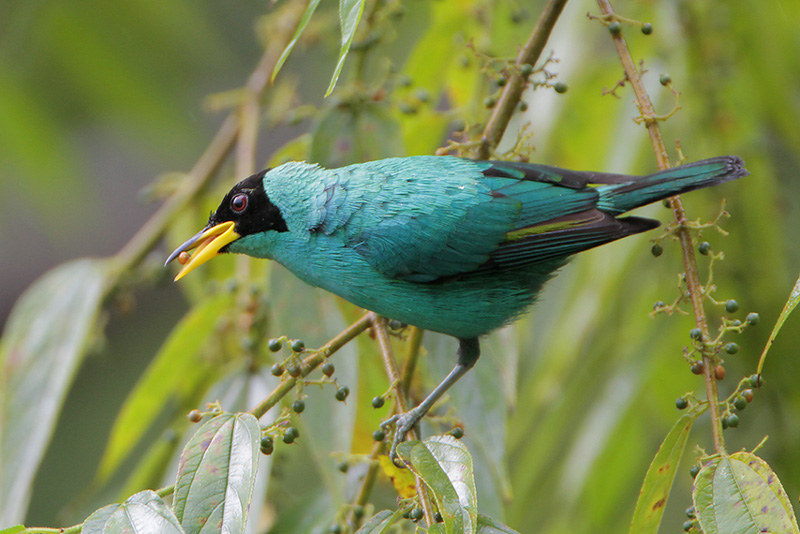 Green Honeycreeper