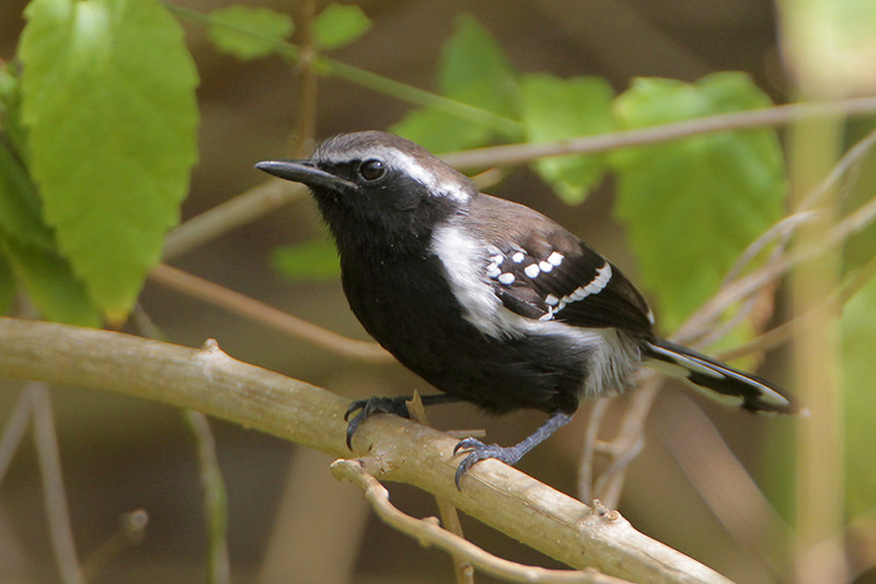 White-fringed Antwren